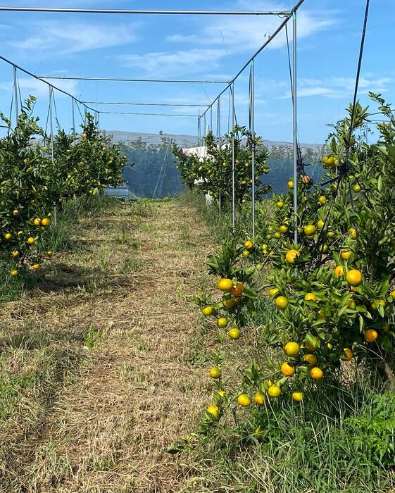 画像447