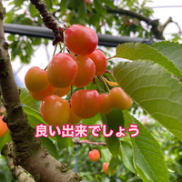 画像617
