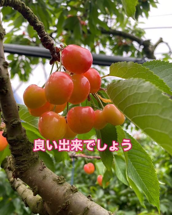 画像617