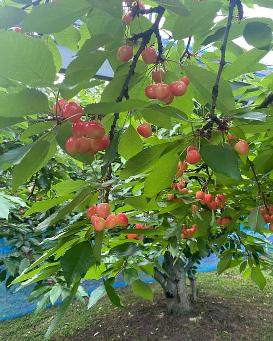 画像621