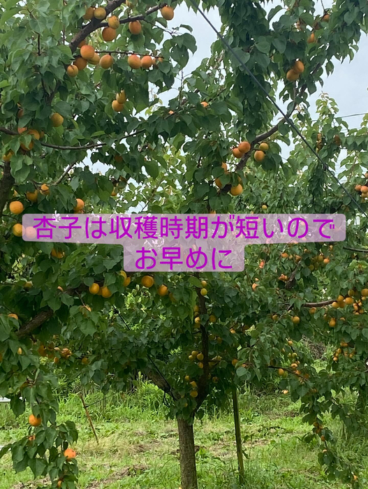画像662