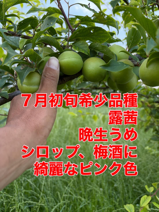 画像762
