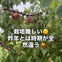画像781