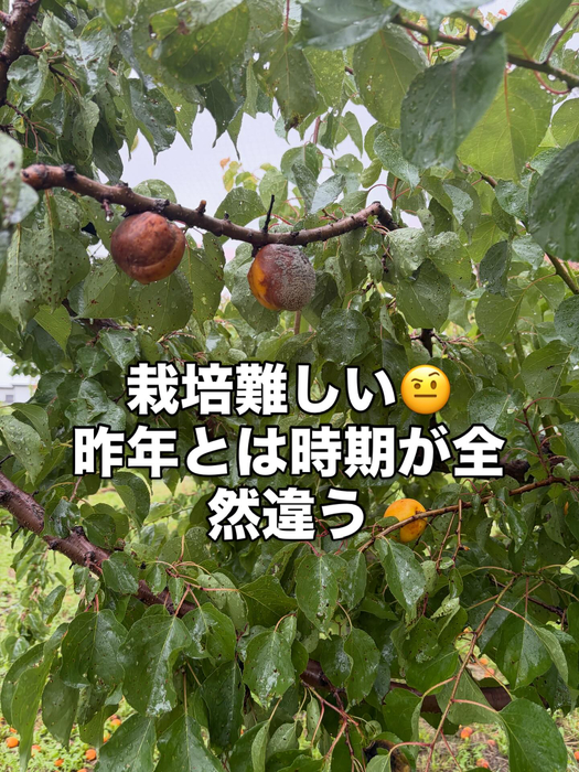 画像781