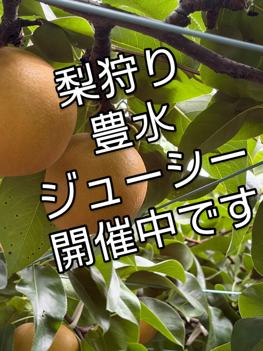 画像812